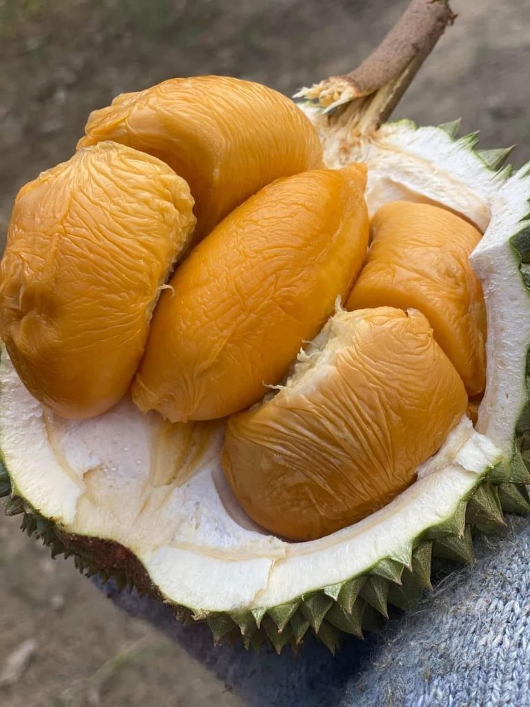 黑刺榴莲